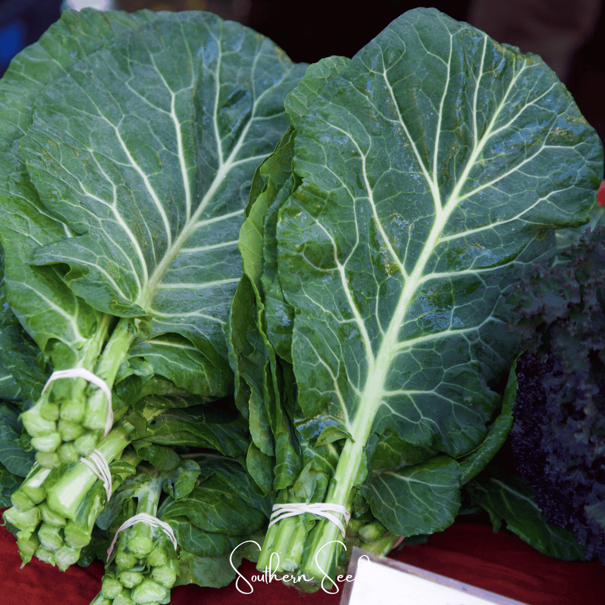 Georgia Collard Greens Seeds – Heirloom, Open Pollinated, 100 Non-GMO Seeds, Brassica oleracea