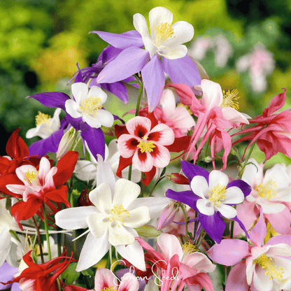 McKana Giant Columbine – 100 Seeds