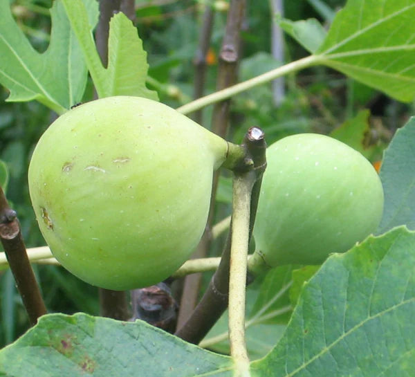 Conadria Fig Cuttings (Ficus carica) - 2 Unrooted 6-8" Pieces | Sweet Green Fig Tree | Rare Heirloom Variety for Propagation