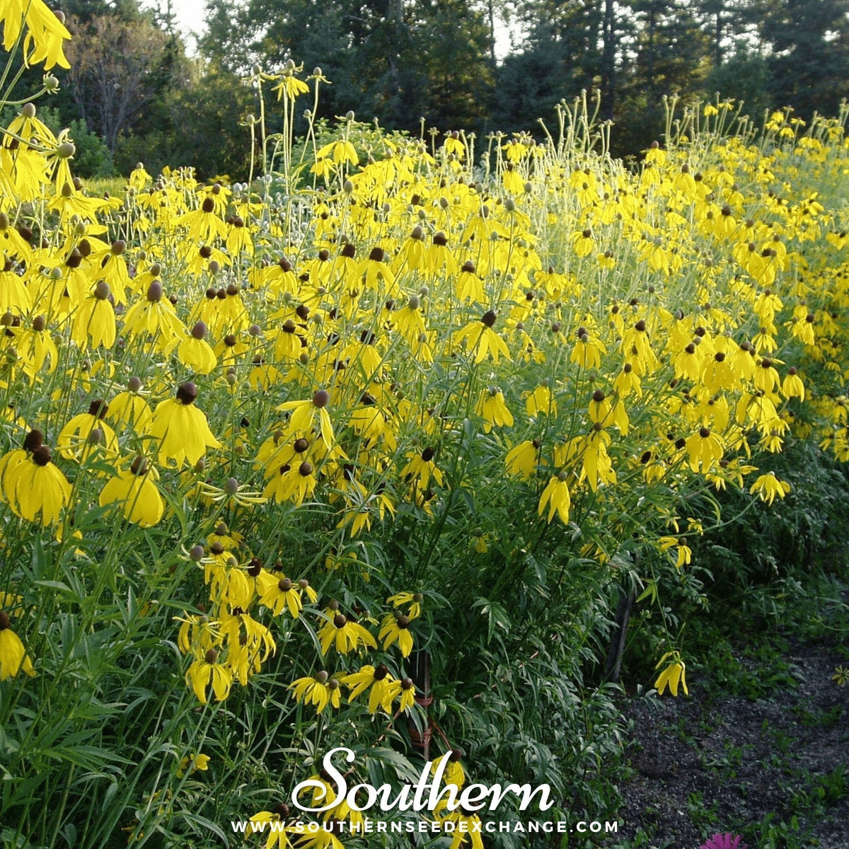 Yellow Coneflower Seeds - Native Perennial, Bright Yellow Flowers, Drought Tolerant, Ratibida pinnata, Prairie & Wildflower Gardening