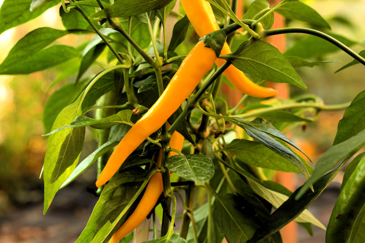 100 MIXED CAYENNE PEPPER Hot Yellow Purple Orange Red Green Capsicum Vegetable Seeds