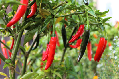 100 MIXED CAYENNE PEPPER Hot Yellow Purple Orange Red Green Capsicum Vegetable Seeds