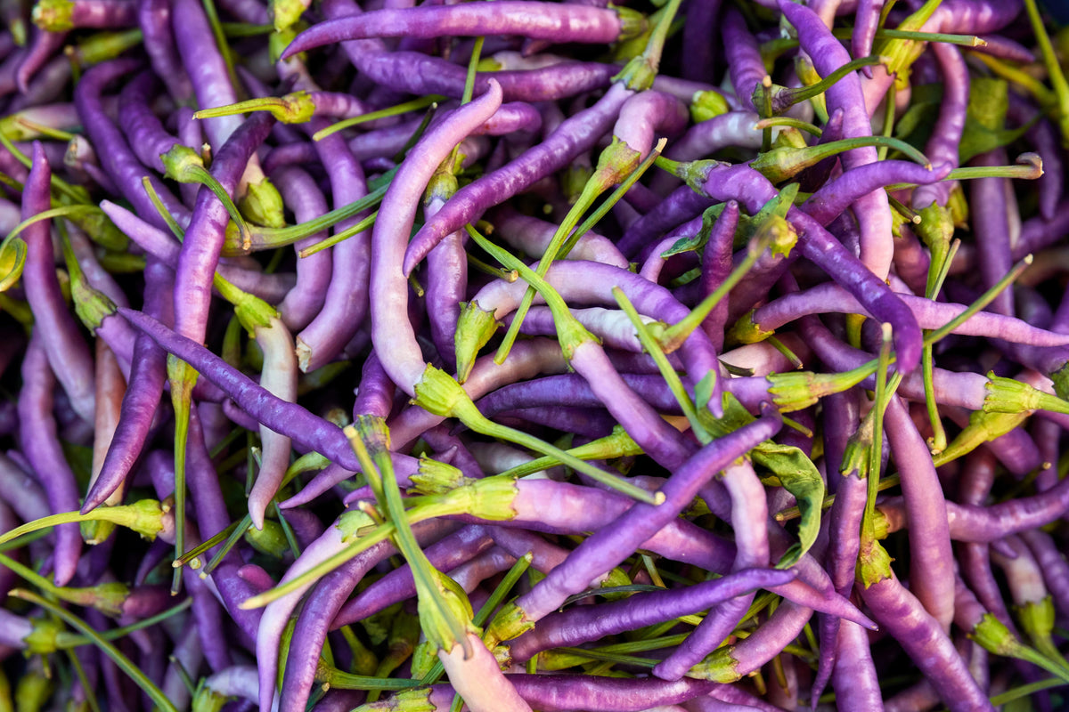 100 MIXED CAYENNE PEPPER Hot Yellow Purple Orange Red Green Capsicum Vegetable Seeds