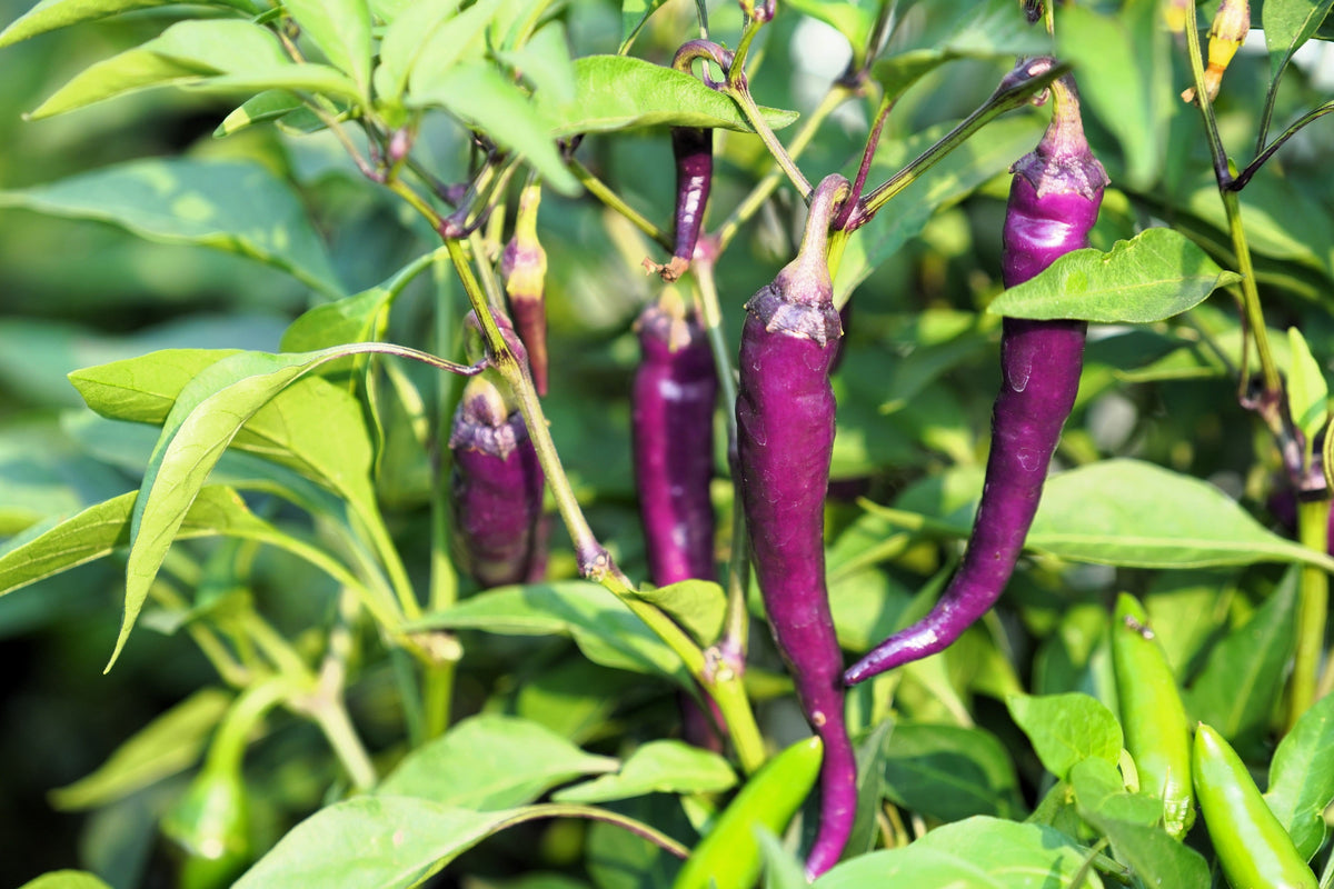 100 MIXED CAYENNE PEPPER Hot Yellow Purple Orange Red Green Capsicum Vegetable Seeds