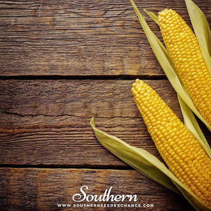 Bantam 12 Row Corn – 30 Seeds