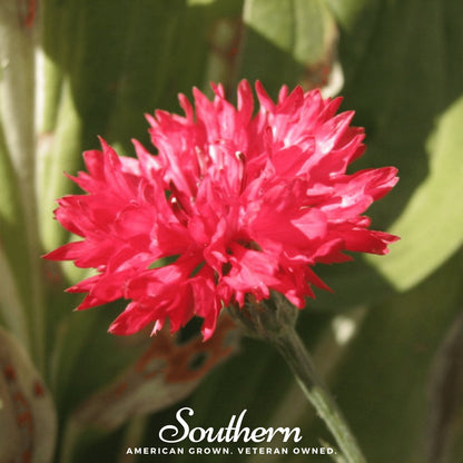 Tall Red Cornflower – 50 Seeds
