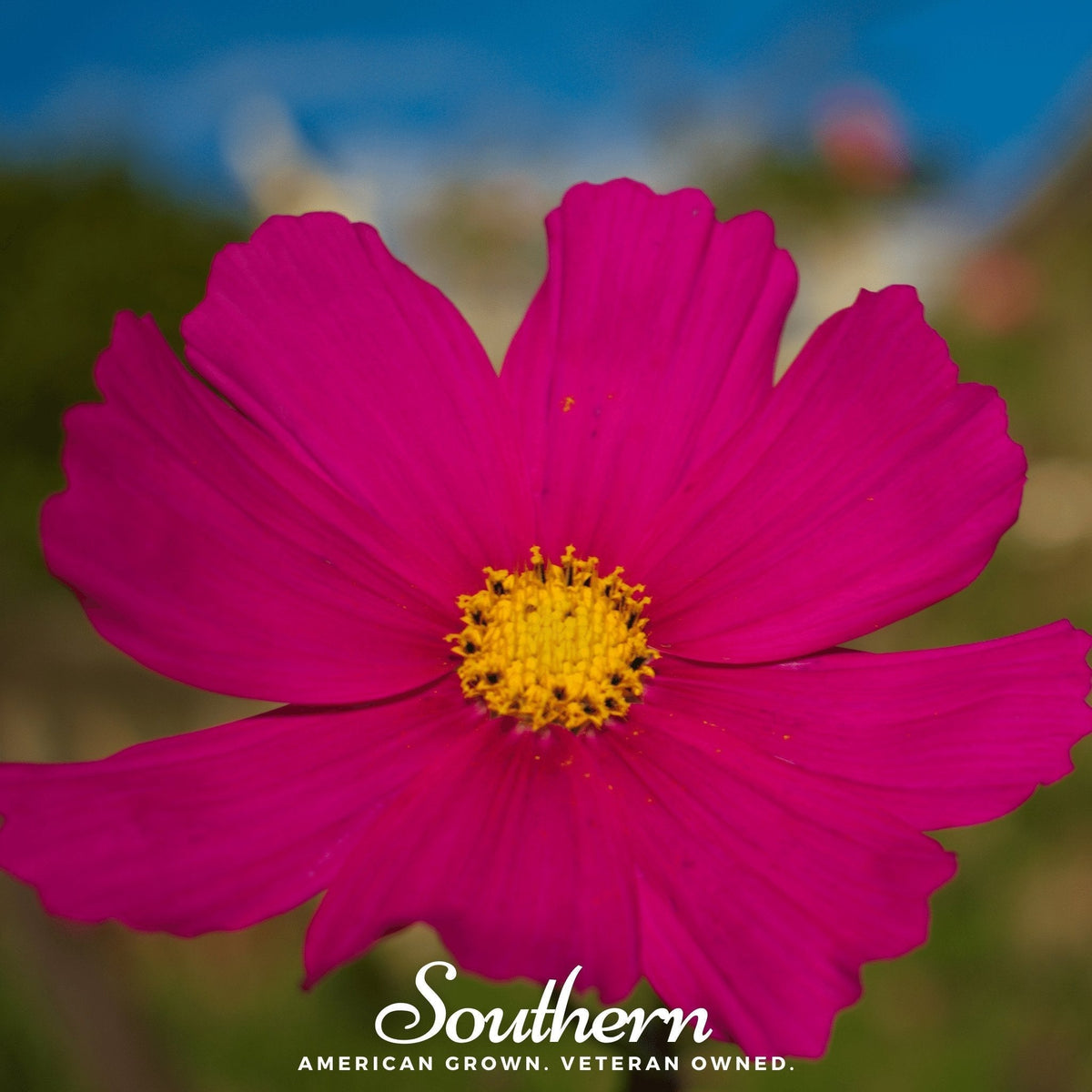 Dazzler Cosmos Seeds – 100 Heirloom Cosmos bipinnatus Magenta-Pink Flowers for Garden, Cut Flowers & Borders
