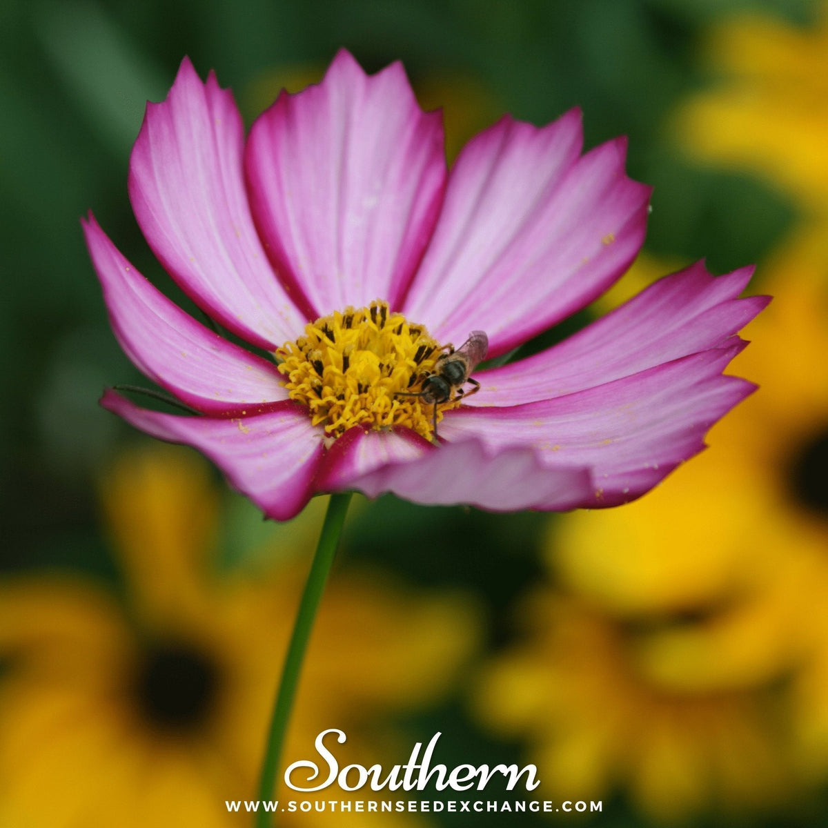 Picotee Cosmos Seeds - Heirloom Cosmos bipinnatus with Pink-Edged Flowers for Garden & Cut Flowers, 100 Seeds