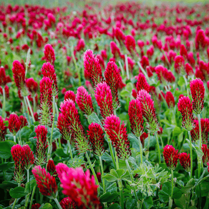 Crimson “Dixie” Clover – 1,000 Seeds