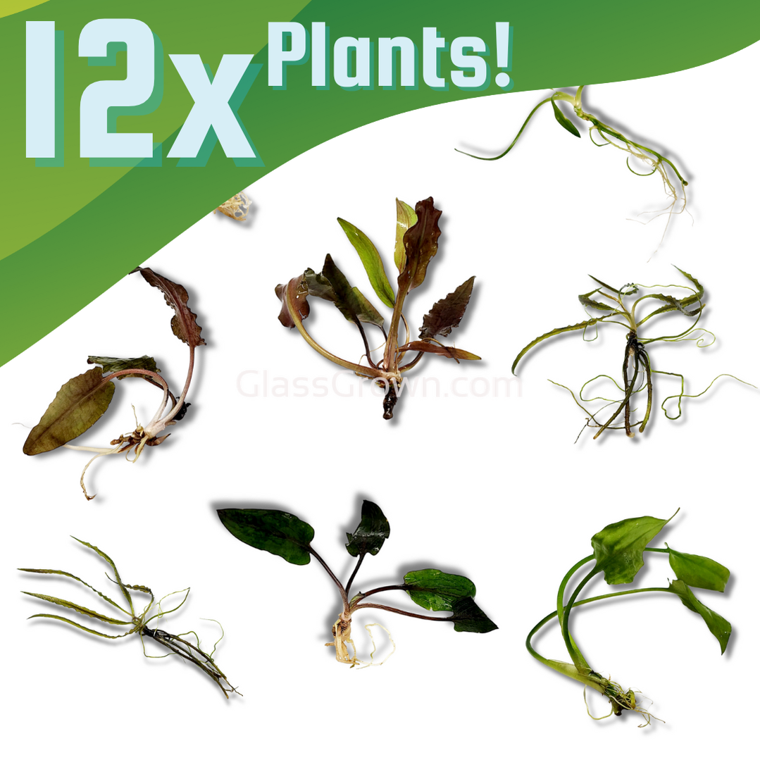 Grower's Choice Cryptocoryne (6 Plants)