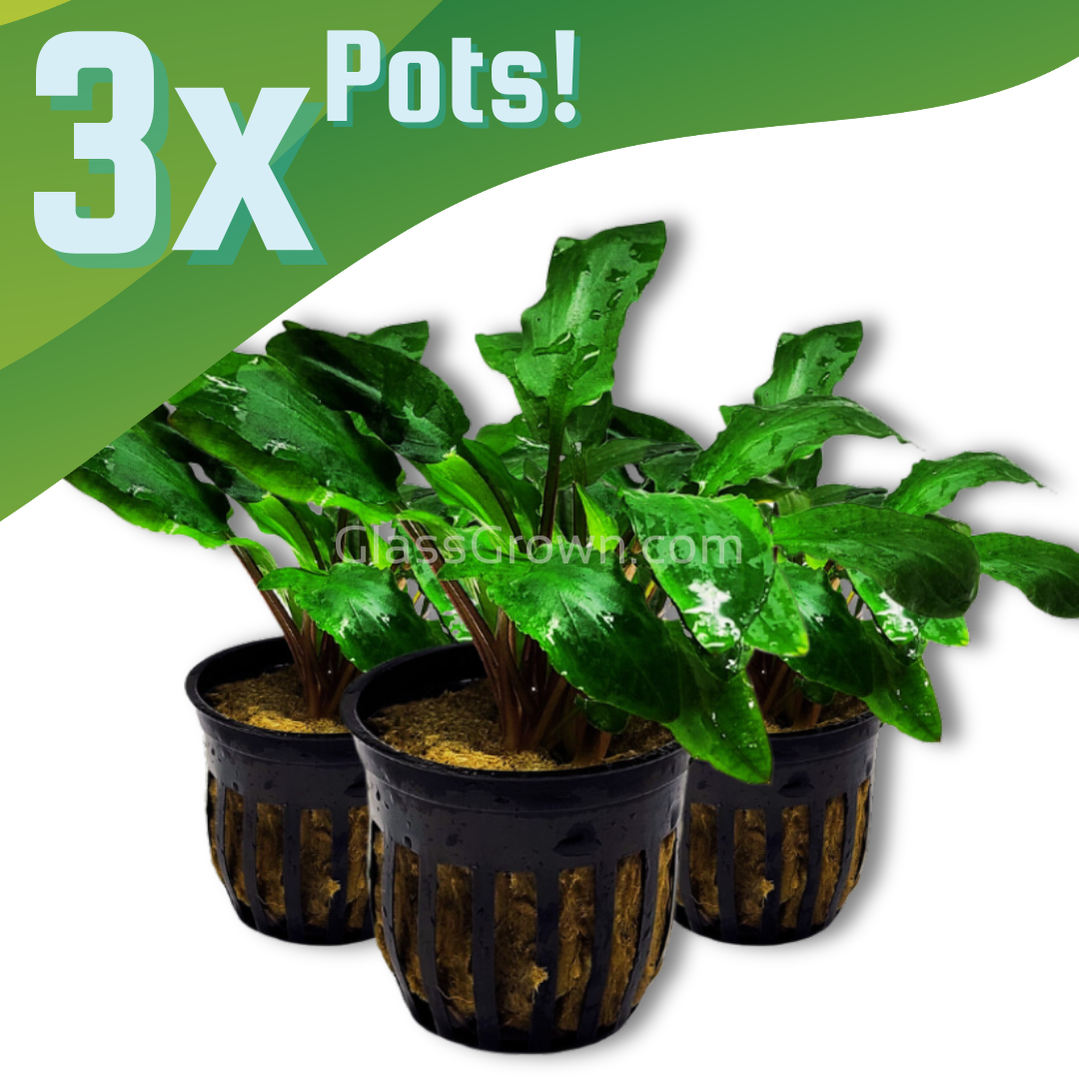 Cryptocoryne Wendtii