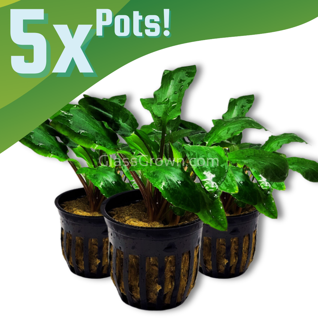 Cryptocoryne Wendtii
