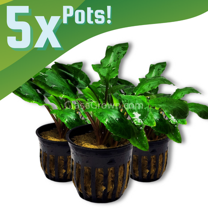 Cryptocoryne Wendtii