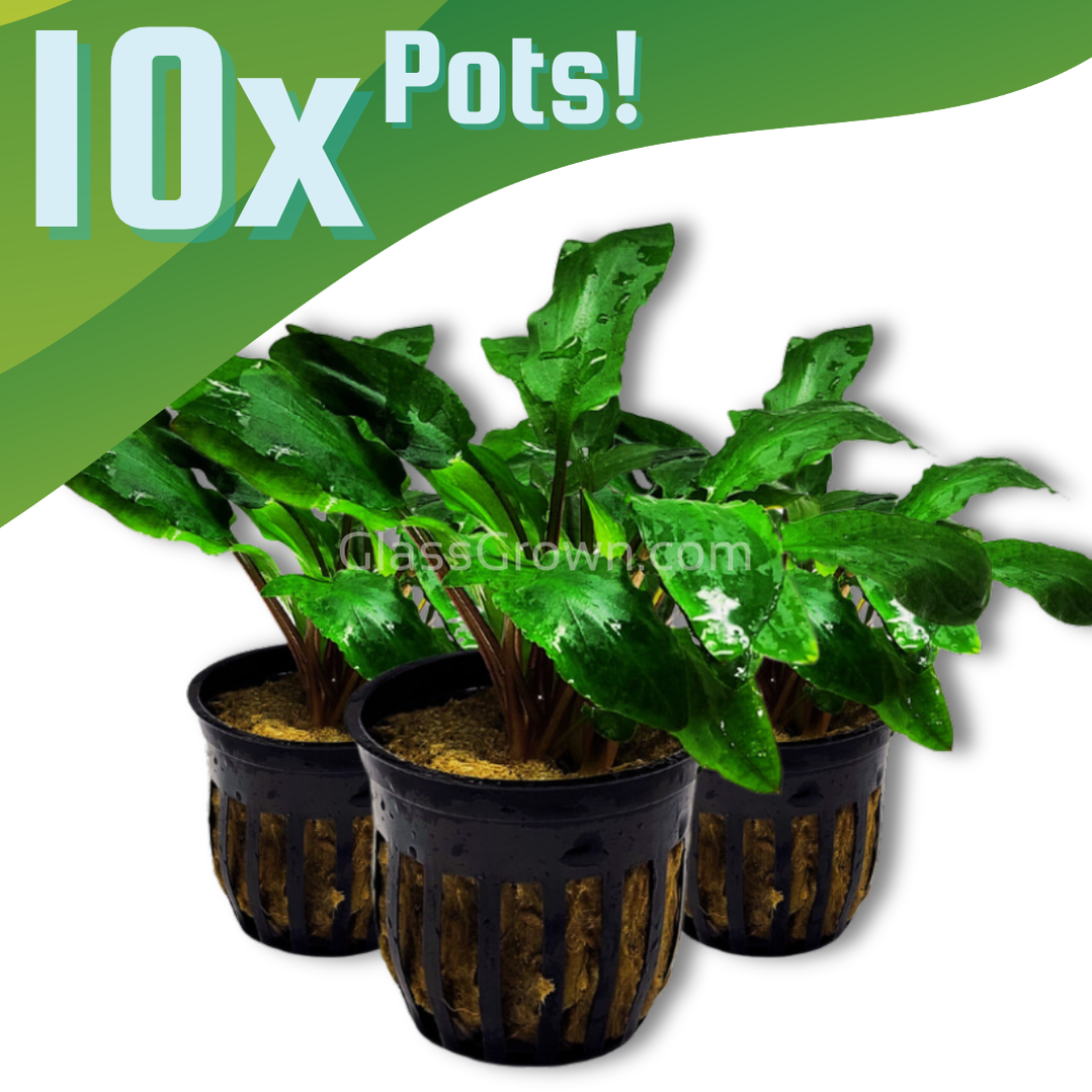 Cryptocoryne Wendtii