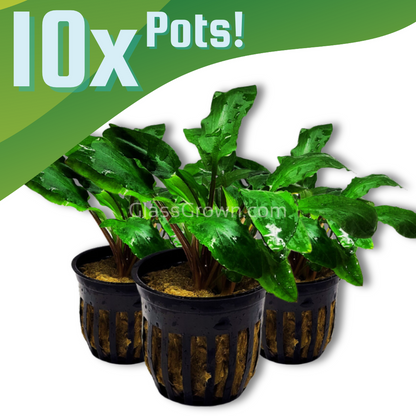 Cryptocoryne Wendtii