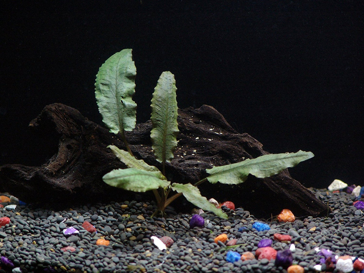 6 Species Aquarium Plants Bundle – Java Fern, Hornwort, Amazon Sword, Moneywort, Ludwigia and Cryptocoryne