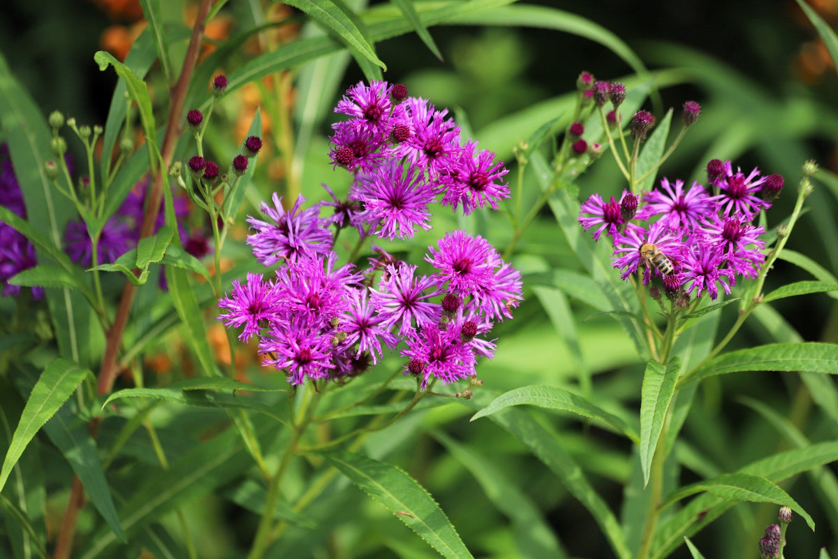 250 PURPLE IRONWEED Prairie Vernonia Fasciculata Flower Seeds