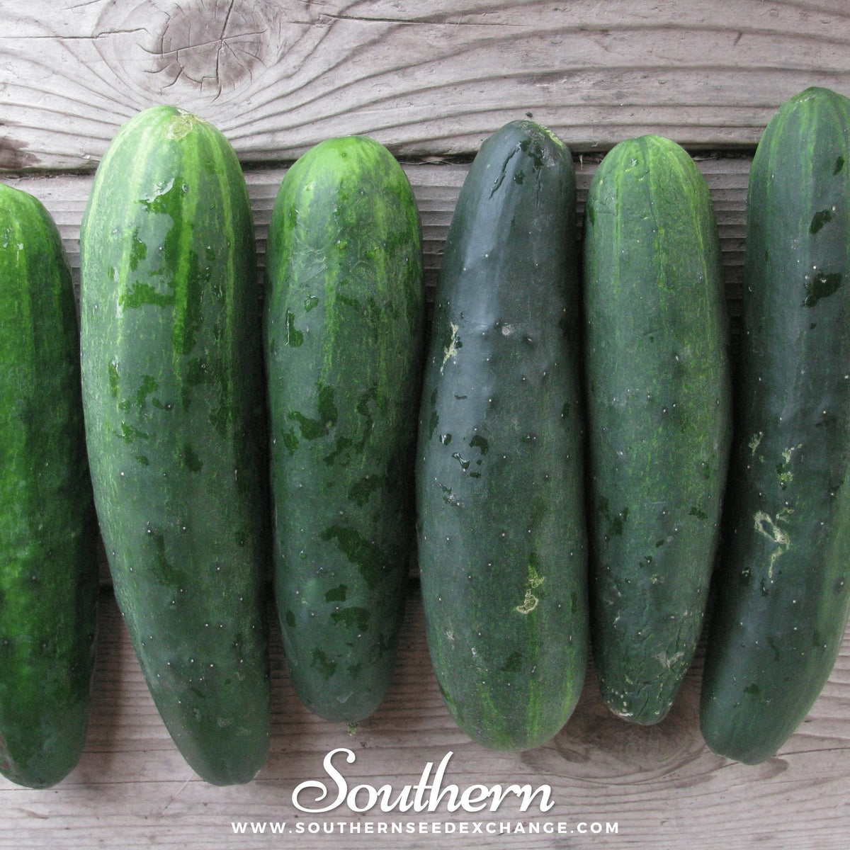 Marketmore 76 Cucumber Seeds – Heirloom, Disease-Resistant, Slicing Cucumbers for Garden, Salad, and Sandwiches, Cucumis sativus