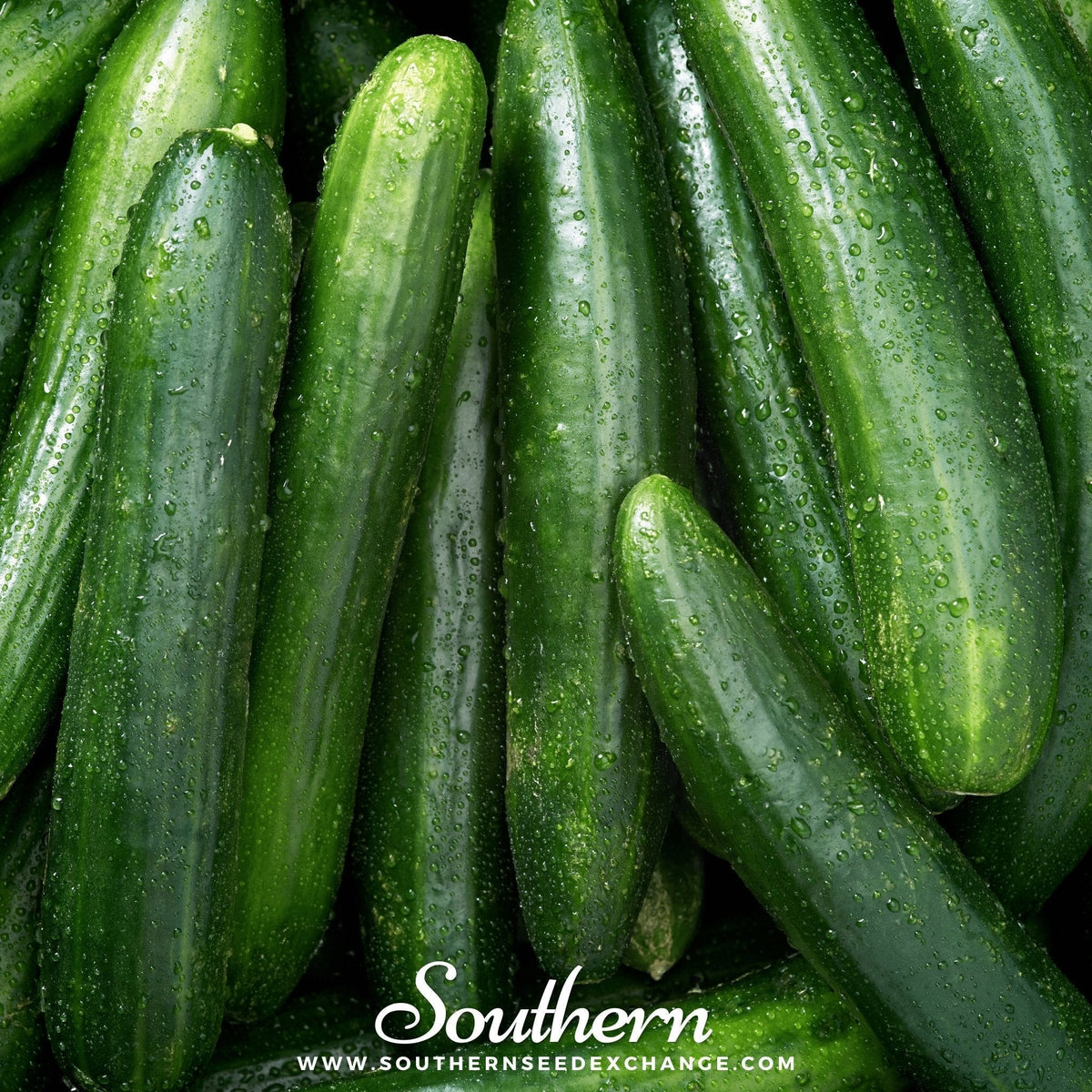 Straight Eight Cucumber Seeds – Heirloom, Non-GMO, 8-Inch Slicing Cucumbers, American Grown, Open Pollinated