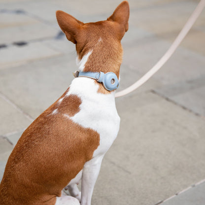 Collar - Air Tag Enabled - Vegan Leather - Cupertino
