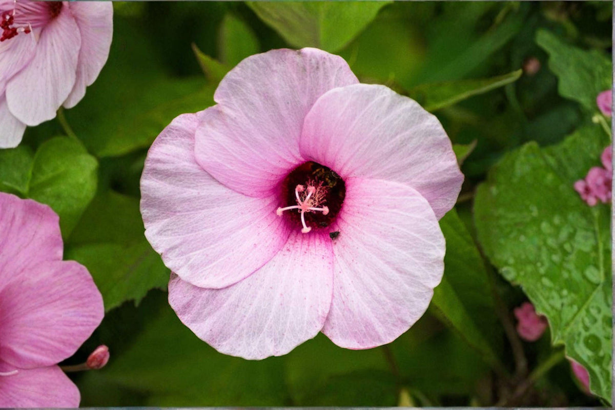 20 Rose Mallow Seeds Hibiscus militaris Native Wetland Plant Large Pink Flowers Perennial Seed Pack