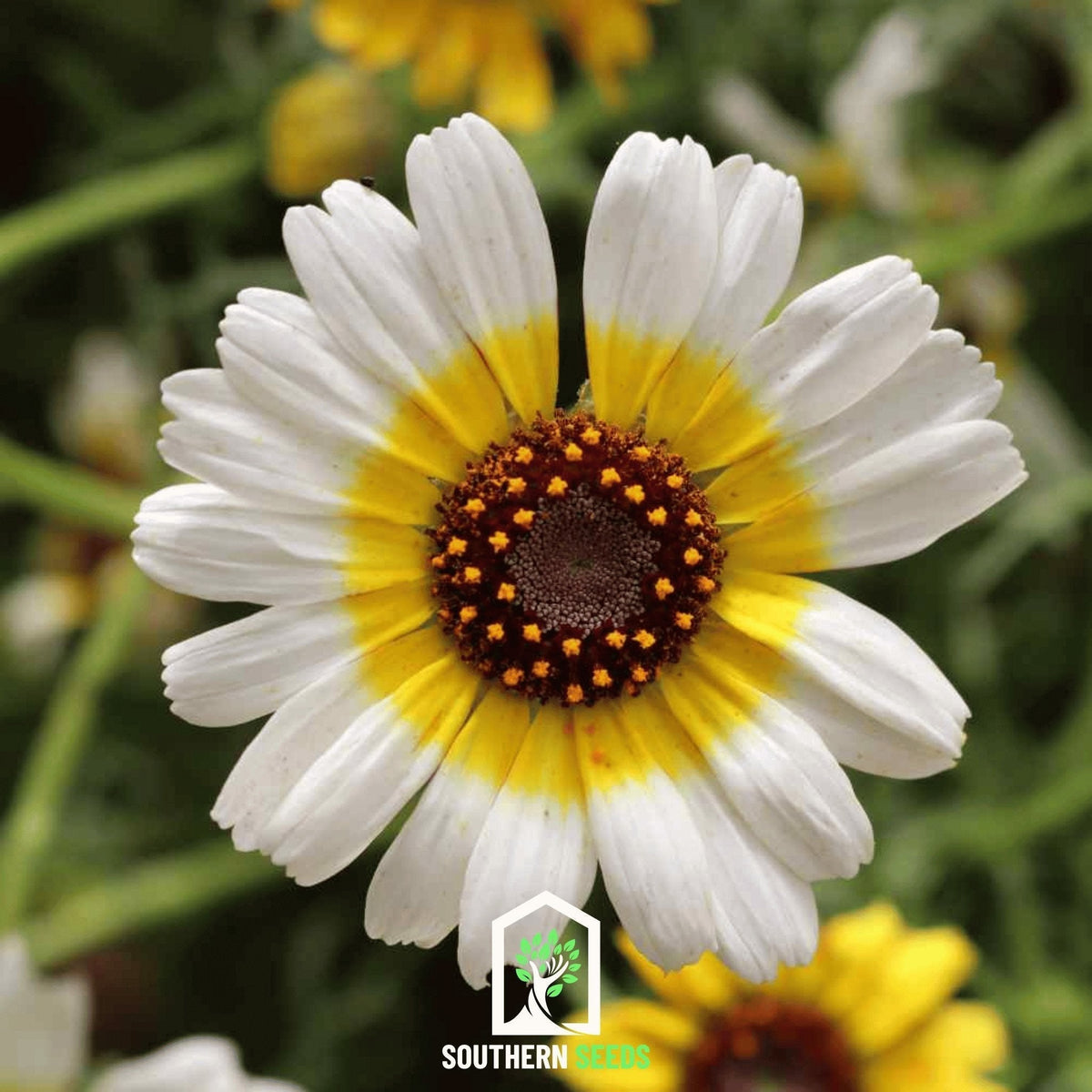Polar Star Daisy Seeds – 50 Annual Flower Seeds, White Petals with Yellow Center, Chrysanthemum carinatum, Full Sun, Easy to Grow