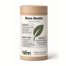 Dalotia coriaria - Rove Beetle