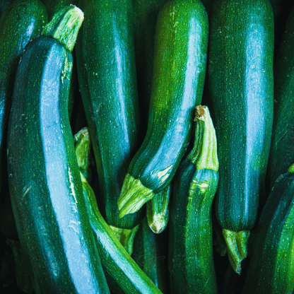 Dark Green Zucchini Summer Squash – 25 Seeds