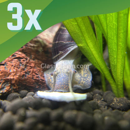 Dark Purple Mystery Snail