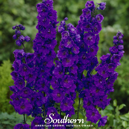 Black Knight Delphinium – 25 Seeds