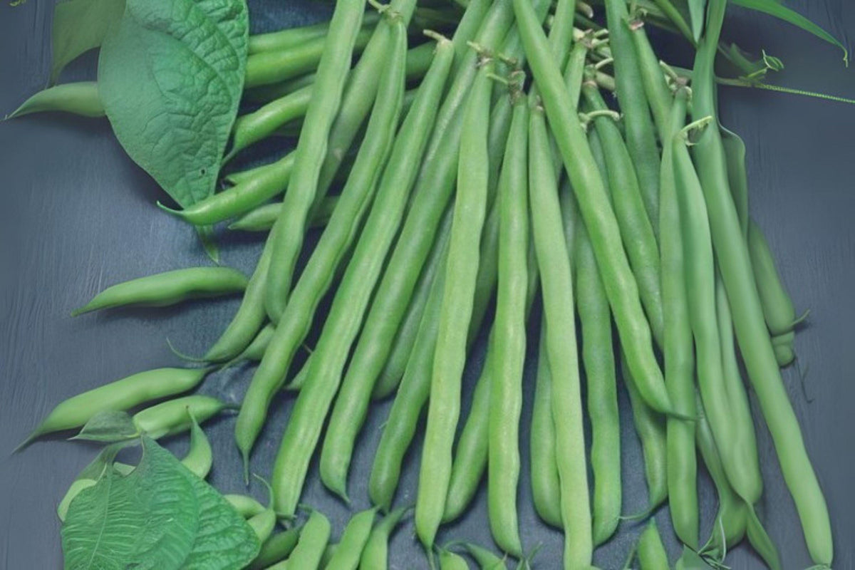 Petite Filet French Bean Seeds, Gourmet Haricots Verts, Phaseolus vulgaris, Compact Bush, Green Slender Pods, 30 Seeds