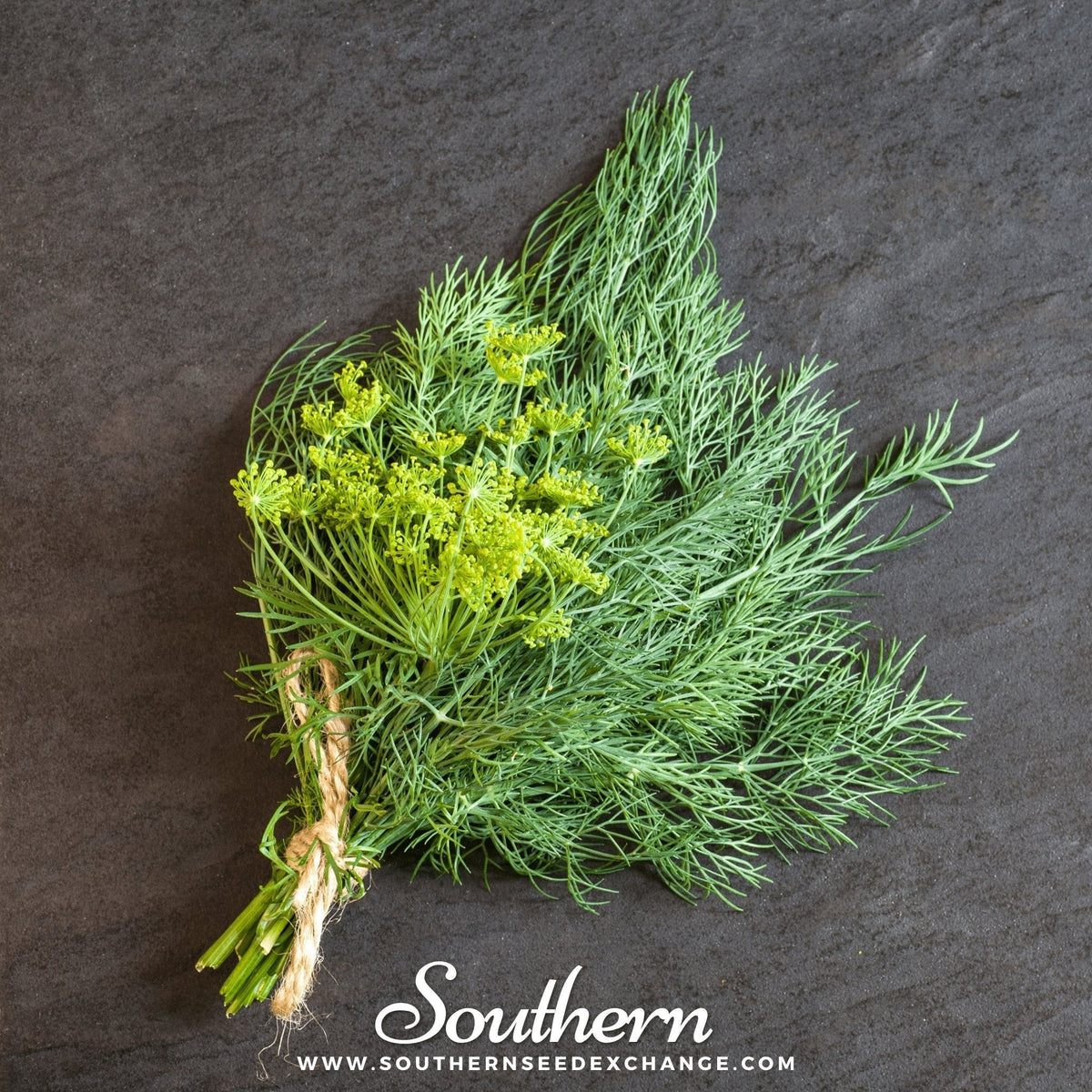 Bouquet Dill Seeds – Heirloom Anethum graveolens for Pickling & Culinary Use, 100 Non-GMO Annual Herb Seed