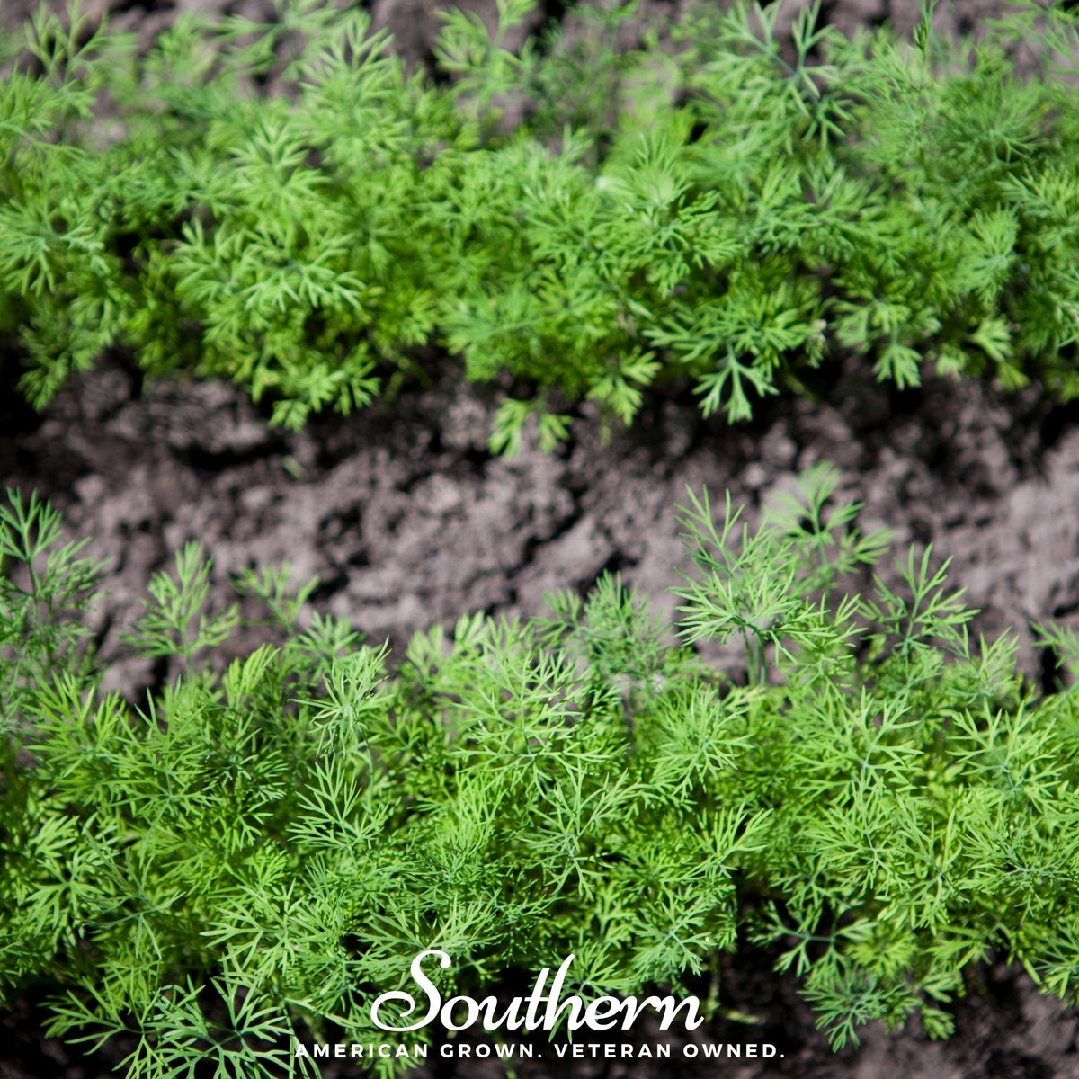 Dwarf Fernleaf Dill Seeds – Heirloom, Non-GMO, All-Americana Winner, Compact Herb for Culinary & Fresh Use, Anethum graveolens, 100 Seeds
