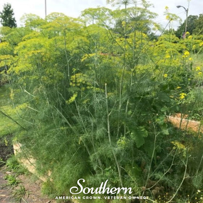 Mammoth Long Island Dill – 100 Seeds