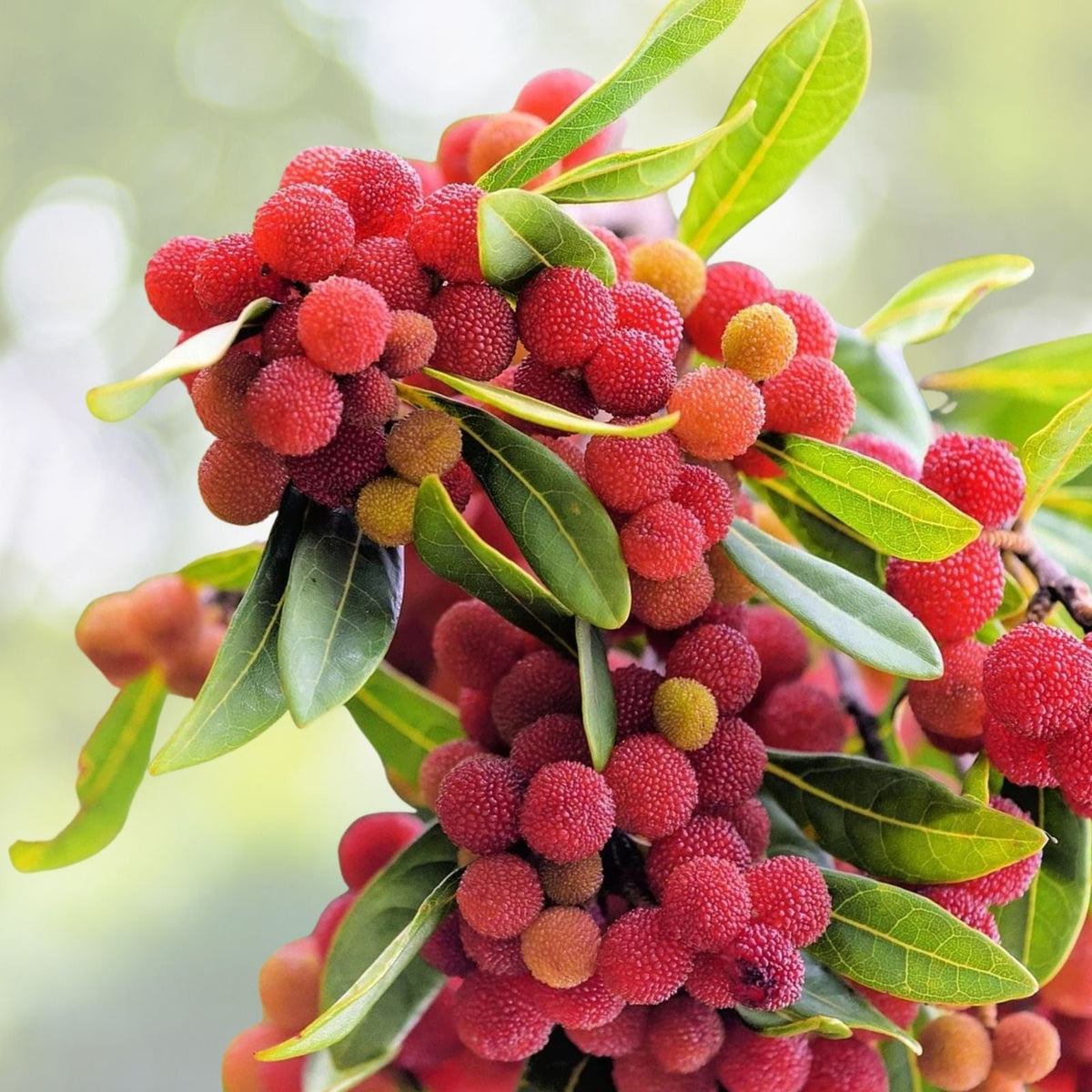 Yumberry Tree Seeds (10 Seeds) - Yang-mei Tree, Myrica rubra, Exotic Fruit Planting Seeds