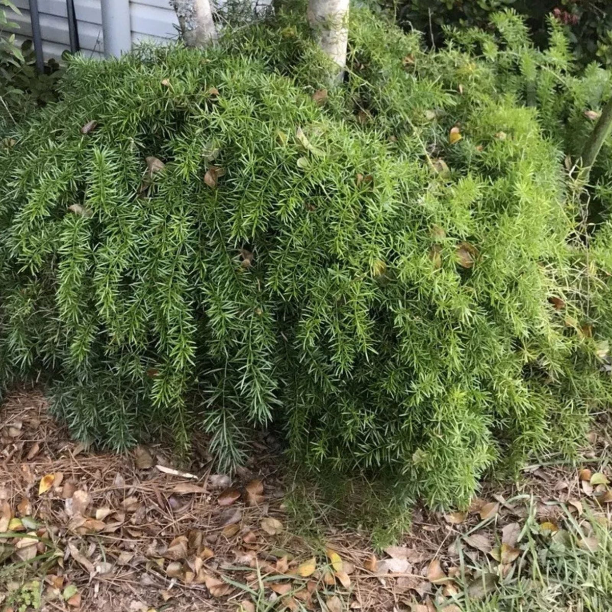 Ornamental Asparagus Fern Seeds - 10 Large Sprengeri Trailing Houseplant Seeds - Perfect for Home Decor