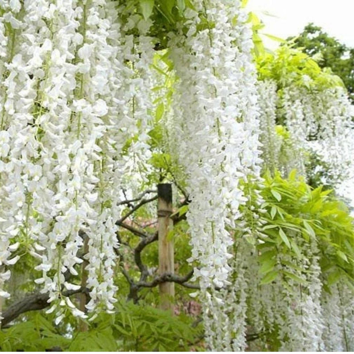 White Wisteria Bonsai Tree Seeds - 5 Pack - Wisteria sinensis Alba - Rare Flowering Plant Seeds for Garden