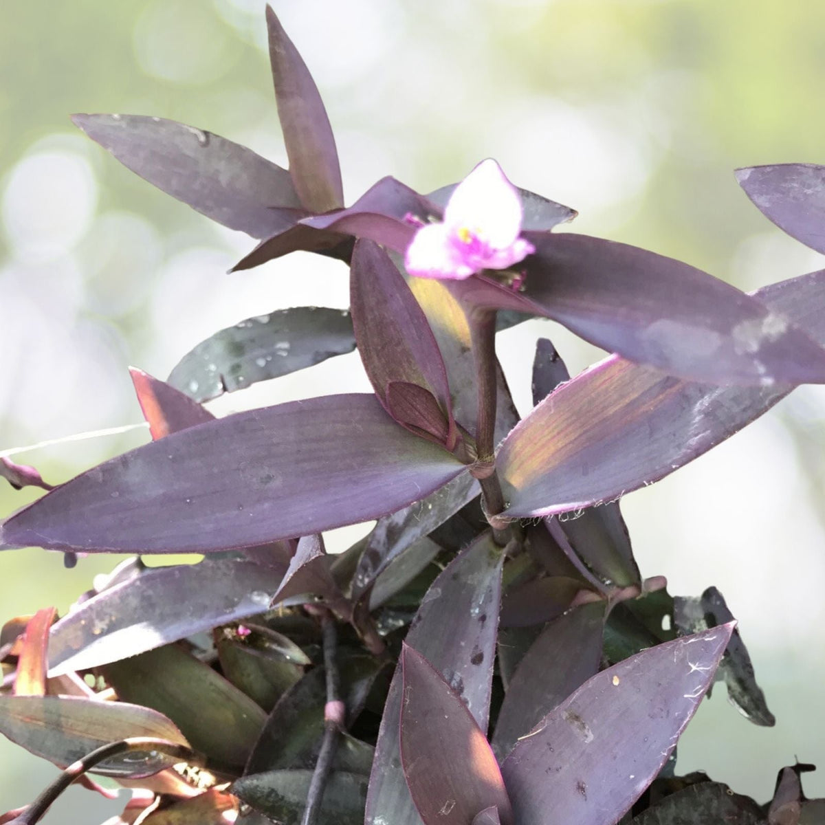 Live Plant Cuttings 6 Pack Tradescantia pallida Purple Heart Moses Wandering Jew