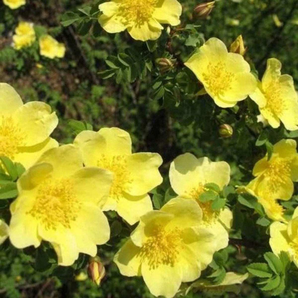 Yellow Manchu Rose Bush Seeds (50 Seeds) - Rosa xanthina - Ideal for Garden Planting, Perennial Flowering Shrub