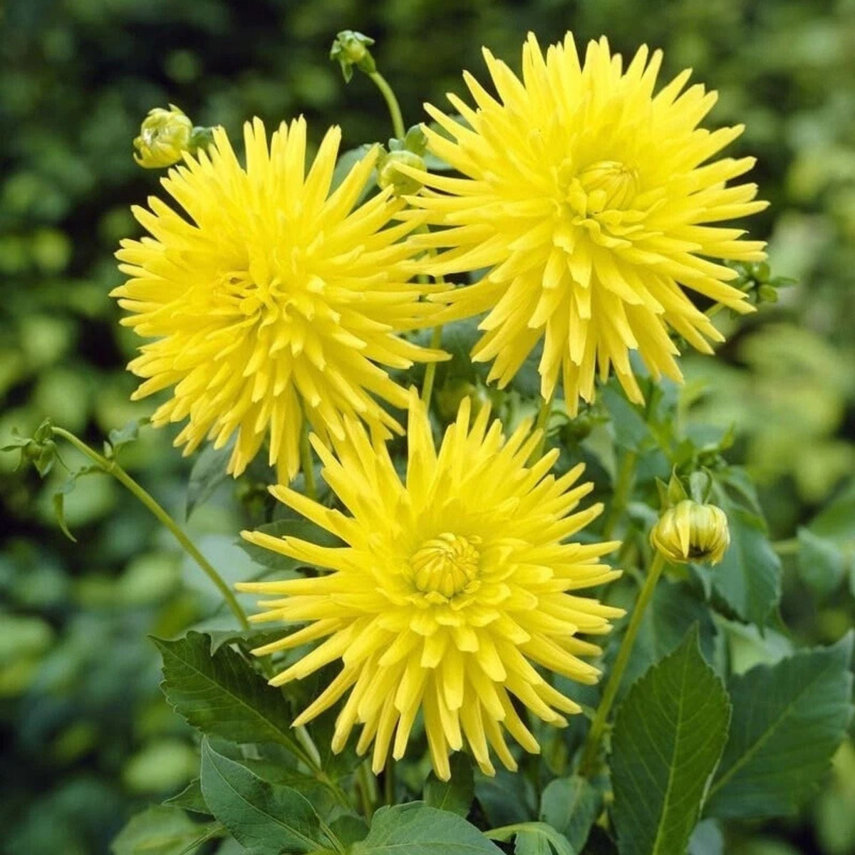 Yellow Cactus Dahlia Tubers - 3 Large Planting Tubers - Dahlia pinnata
