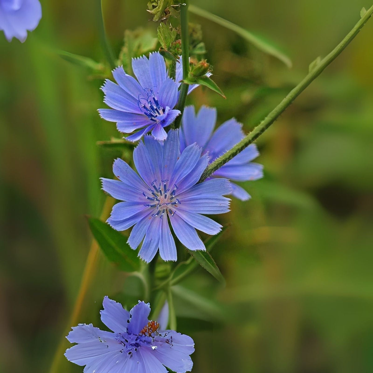 Wildflower Seeds for Planting - 1,000 Count - Chickroy Variety - Excellent Wildlife Food - Native Plant Seeds