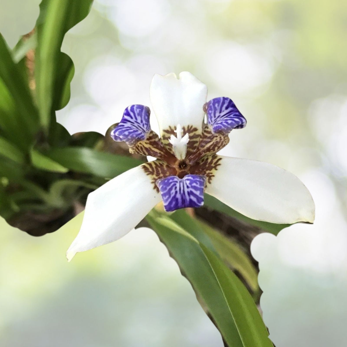 Walking Apostle Iris Plant - 4 White Blue Flowers - Fragrant Spring Bloom - Ideal for Shade Garden - Iris germanica