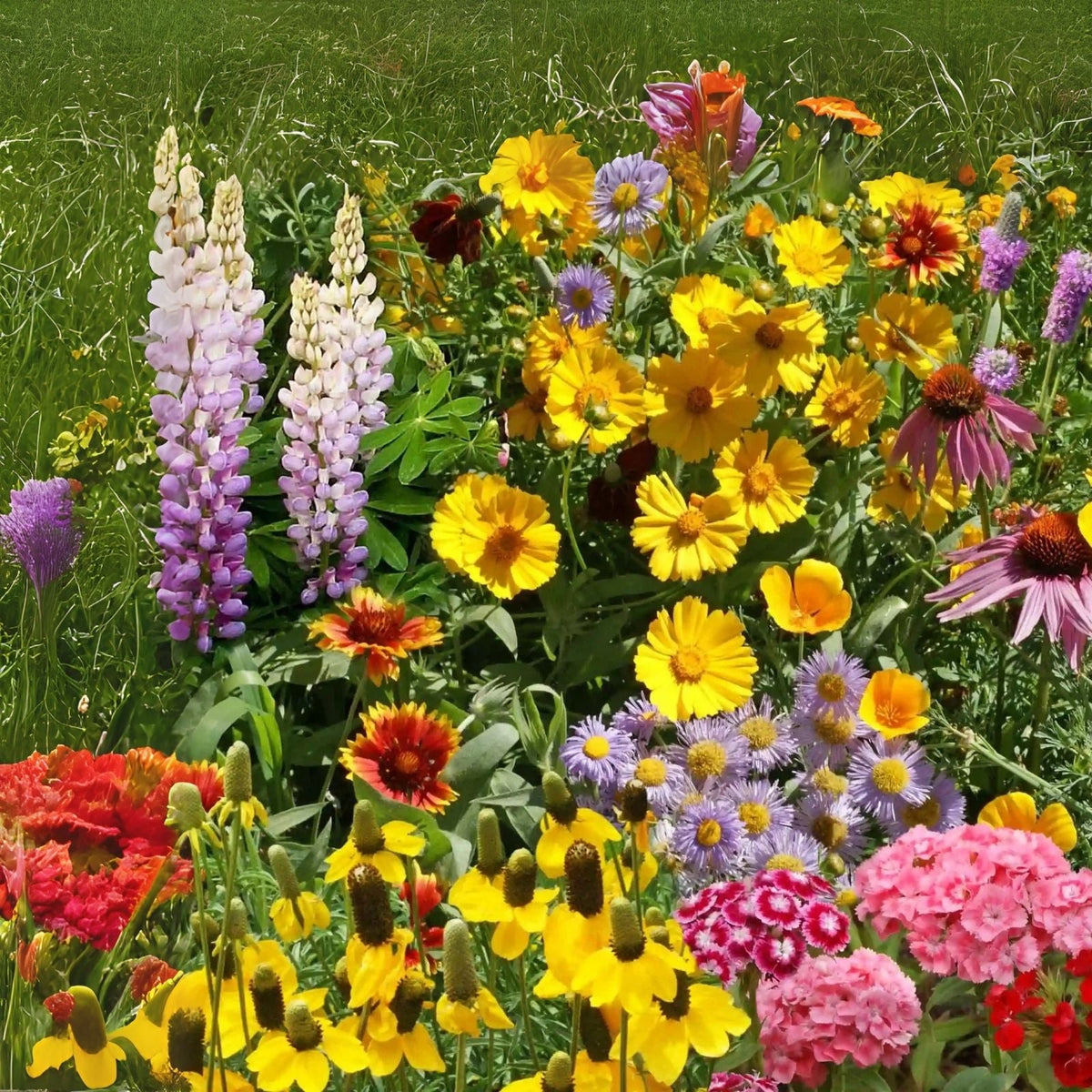 Perennial Wildflower Seeds Mix - Easy to Grow Varieties for Garden - Native Wildflowers (Various Species)