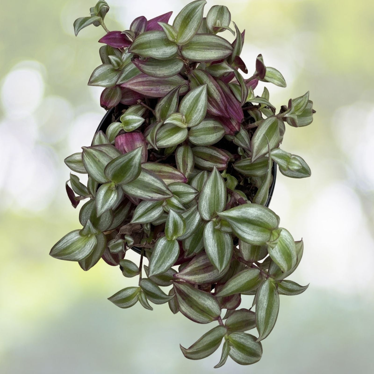 Wandering Jew Cuttings - 10+ Purple Tradescantia Zebrina Plant Cuttings for Propagation