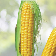 Whole Kernel Yellow Corn 25 lb Bag - Non-GMO Feed Grade - Zea Mays