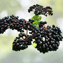 American Elderberry Live Rooted Starter Plant, Sambucus canadensis, Zones 4-9, Berry Producing, Hardy Perennial