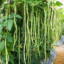 Yard Long Bean Seeds - 50 Seeds - Asparagus Bean, Snake Bean, Chi - Ideal for Home Gardening