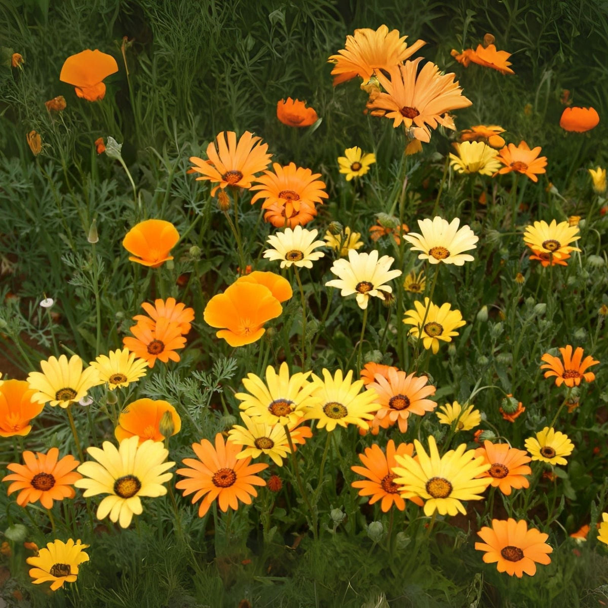 All Orange Wildflower Mix - 200+ Seeds - Stunning Orange Blend - Diverse Pollinator-Friendly Flowers