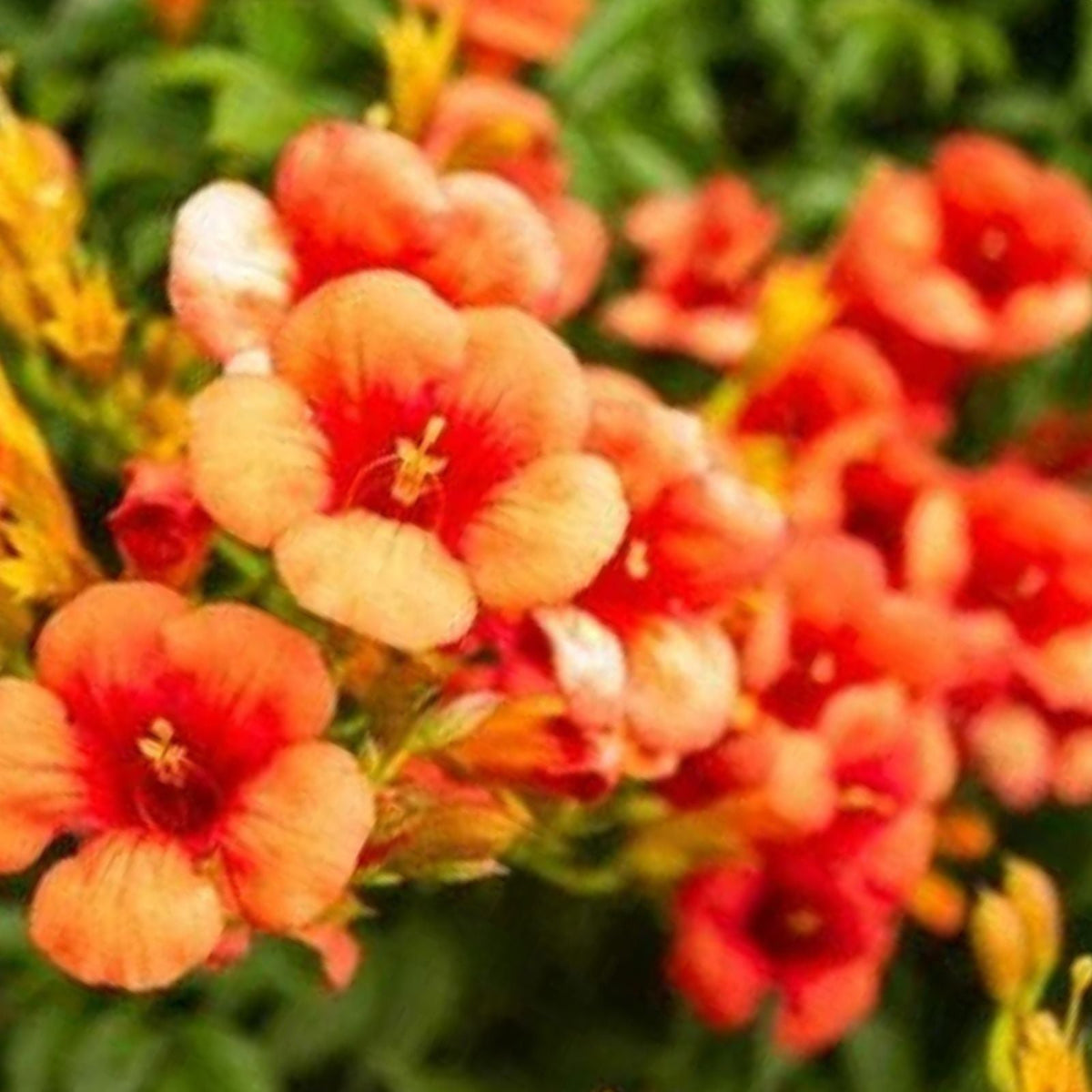 Yellow Hummingbird Bush Seeds - 20 Non-GMO Yellow Trumpet Vine Seeds - Tecoma stans