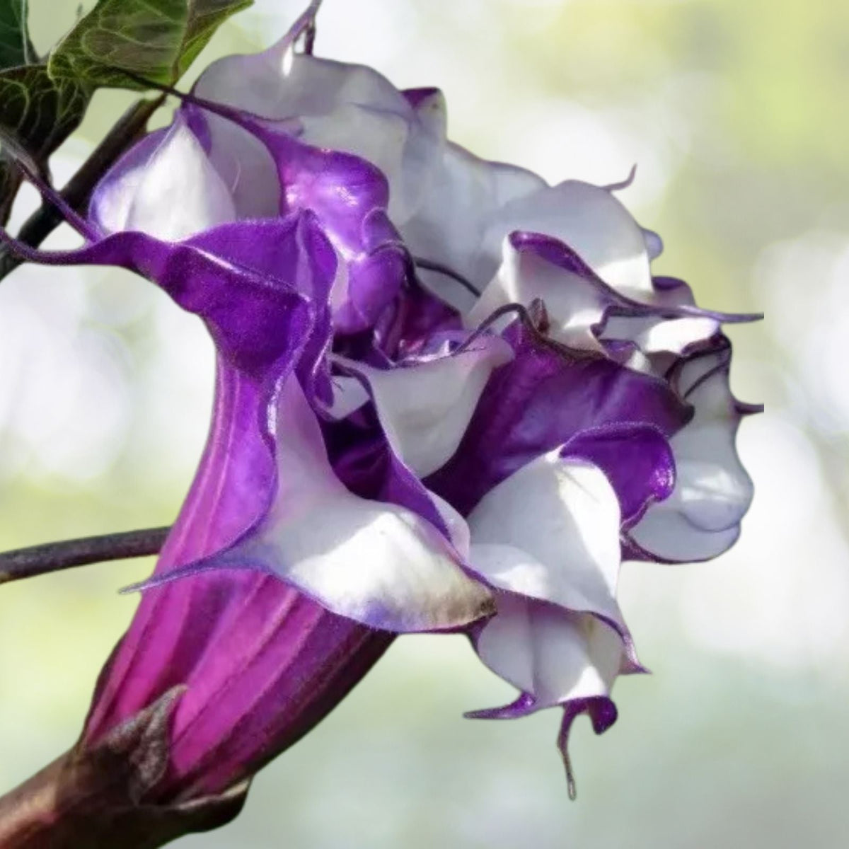 Purple Angel Trumpet Seedling, 6" Double Petals, Beautiful Pot Plant, Brugmansia spp. for Outdoor Garden